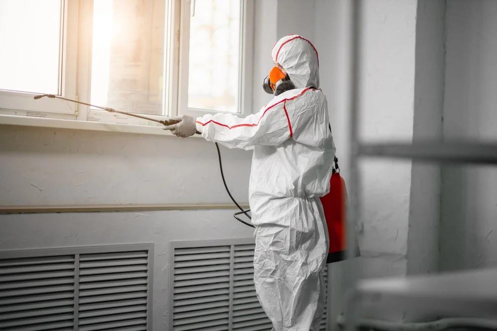 Professional mold remediation services in Ashford, CT